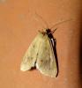 92121 – Photo : Arnaud Jean-Pierre – France (66)