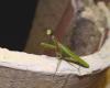 92571 – Photo : Arnaud Jean-Pierre – France (66)