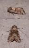 92570 – Photo : Arnaud Jean-Pierre – France (09)