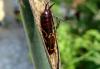 92766 – Photo : Jean-Claude Jamoulle – France (06)
