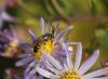 92134 – Photo : Michel Mathieu – France (14)