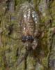 92826 – Photo : Philippe Legros – France (94)