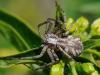 92387 – Photo : Prisca – France (05)