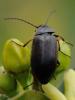 92388 – Photo : Prisca – France (05)