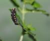 92550 – Photo : Jpd – Belgique