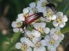 92264 – Photo : Prinobius – Espagne