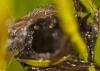 92940 – Photo : Francois Diemert – France (44)