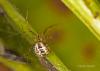 92939 – Photo : Francois Diemert – France (44)