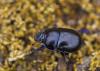 92774 – Photo : Francois Diemert – Royaume-Uni