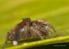 92375 – Photo : Francois Diemert – France (44)