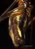 92376 – Photo : Francois Diemert – France (44)