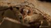 92622 – Photo : Francois Diemert – France (44)