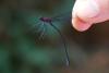 92077 – Photo : Denis Gaschignard – Guyane française