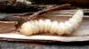 92577 – Photo : Raffaele Bocchini – France (83)