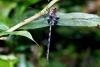 92201 – Photo : Denis Gaschignard – Guyane française