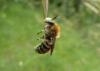 92682 – Photo : lopinga74 – France (74)