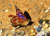 92252 – Photo : Philippe Veillon – France (33)