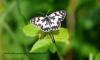 92255 – Photo : Philippe Veillon – France (33)