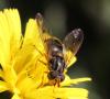 92336 – Photo : Michel Ehrhardt – France (68)