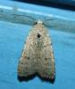 92510 – Photo : alain Roujas – France (31)