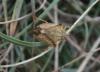92777 – Photo : alain Roujas – France (12)