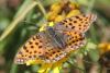92419 – Photo : Michel Ehrhardt – France (68)