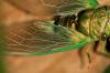 92383 – Photo : Gerard VIGO – Costa Rica