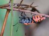 92612 – Photo : patrick derennes – France (07)