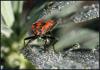 92776 – Photo : patrick derennes – France (07)