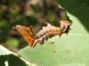 92260 – Photo : jeromebubu – France (47)