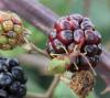 92739 – Photo : Castor – France (49)