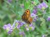 92539 – Photo : Crevette76 – France (48)