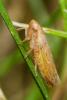 92353 – Photo : Jean-Yves Casalis – France (60)