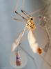 92871 – Photo : Bernard VENEAU – France (41)