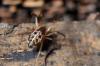 92466 – Photo : Christophe Quintin – France (21)