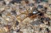 92488 – Photo : Christophe Quintin – France (21)
