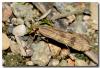 92436 – Photo : DUBOIS Yves – France (69)