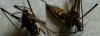 92541 – Photo : lopinga74 – France (74)