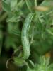 92581 – Photo : Pelouard – France (52)