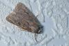92620 – Photo : Christophe Quintin – France (21)
