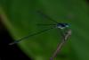 92206 – Photo : Denis Gaschignard – Guyane française