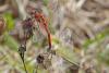 92855 – Photo : Martine Berges – France (64)