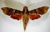 92835 – Photo : Naimbs – Guyane française