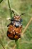 92393 – Photo : Patrick Le Mao – France (22)