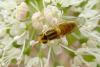 92680 – Photo : Patrick Le Mao – France (22)