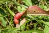 92543 – Photo : Patrick Le Mao – France (22)