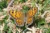 92521 – Photo : Barrie Yorke – France (31)