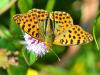 92998 – Photo : Josselyne Bayle – France (33)