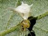 92362 – Photo : Jean DEXHEIMER – France (40)