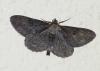 Peribatodes rhomboidaria